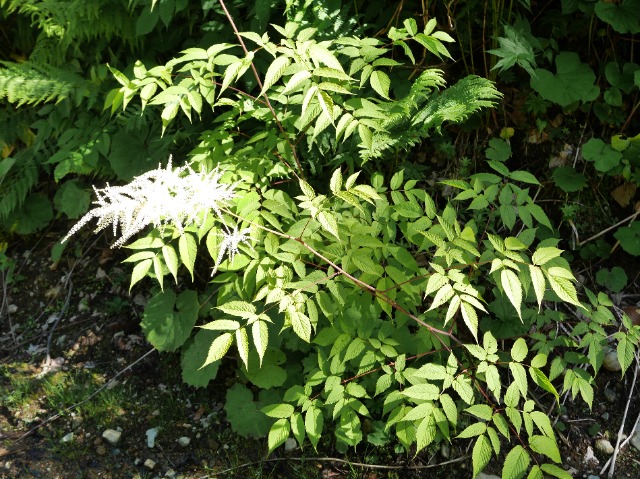 Aruncus vulgaris