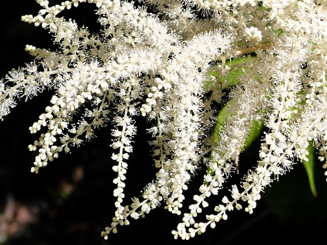 Aruncus vulgaris