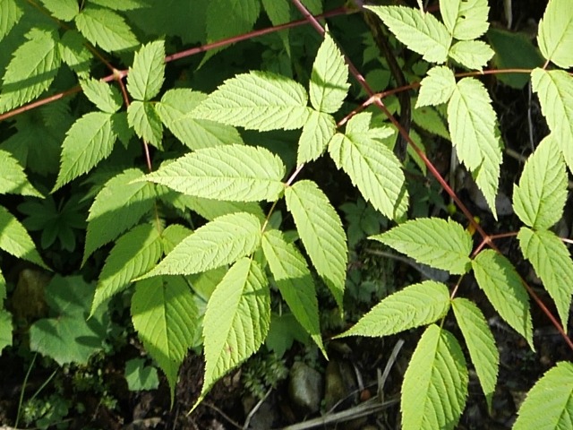 Aruncus vulgaris