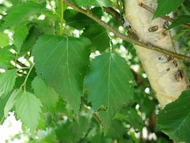 Betula litwinowii