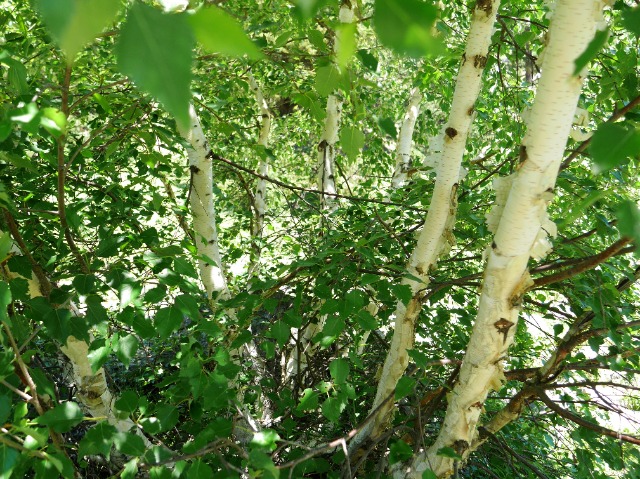 Betula litwinowii