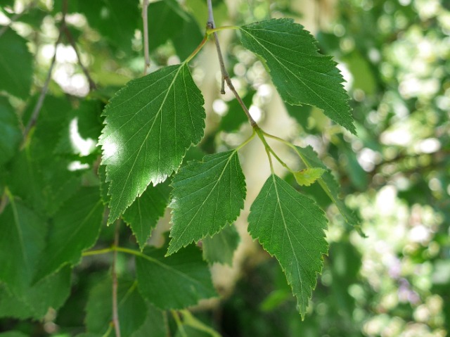 Betula litwinowii