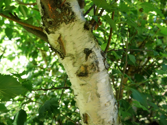 Betula litwinowii