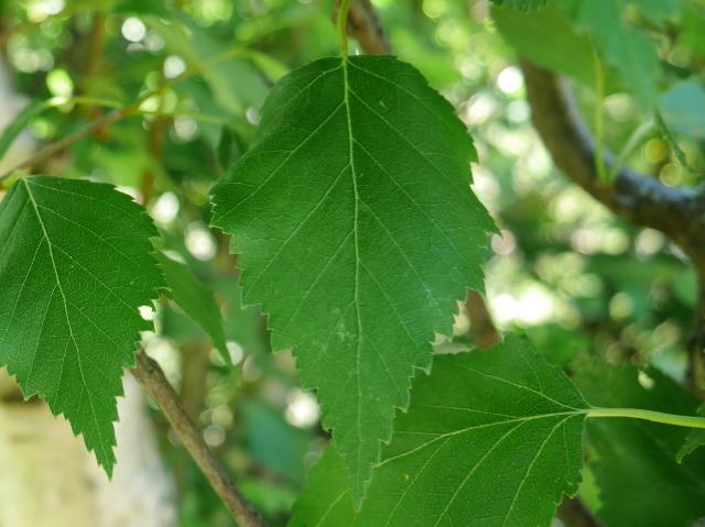 Betula litwinowii