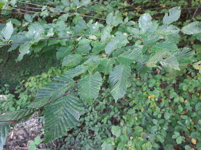 Carpinus betulus