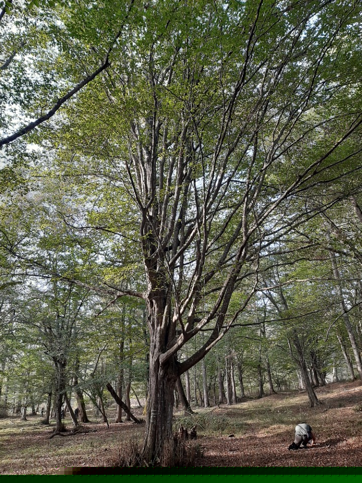 Carpinus betulus