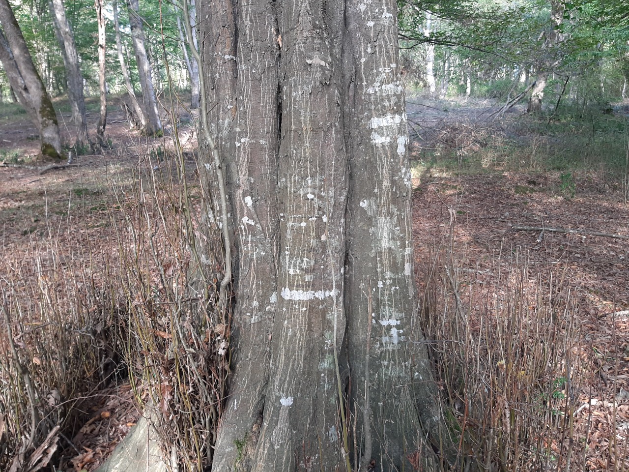 Carpinus betulus