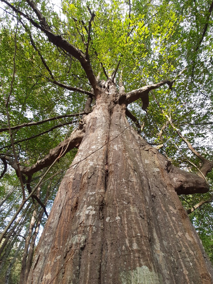 Carpinus betulus