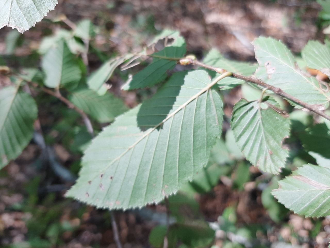 Carpinus betulus