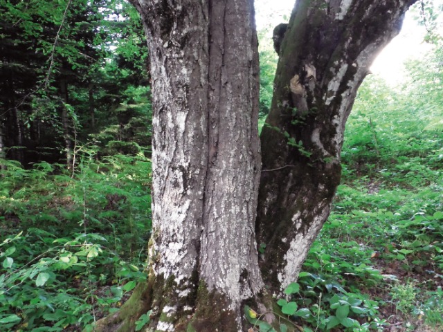 Carpinus betulus