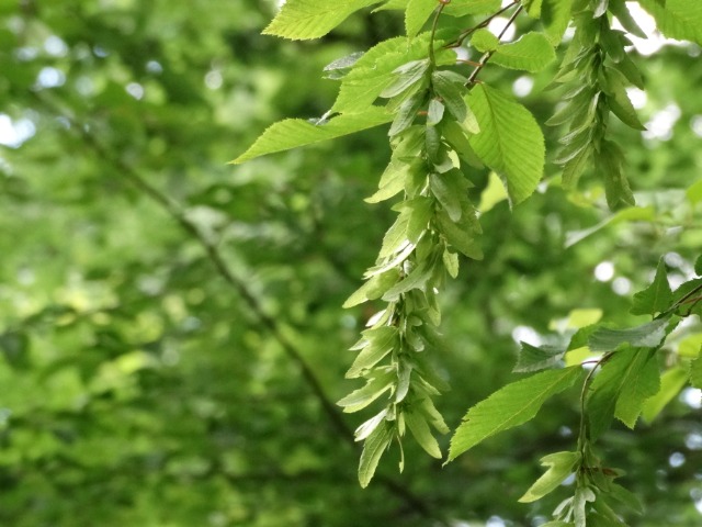 Carpinus betulus