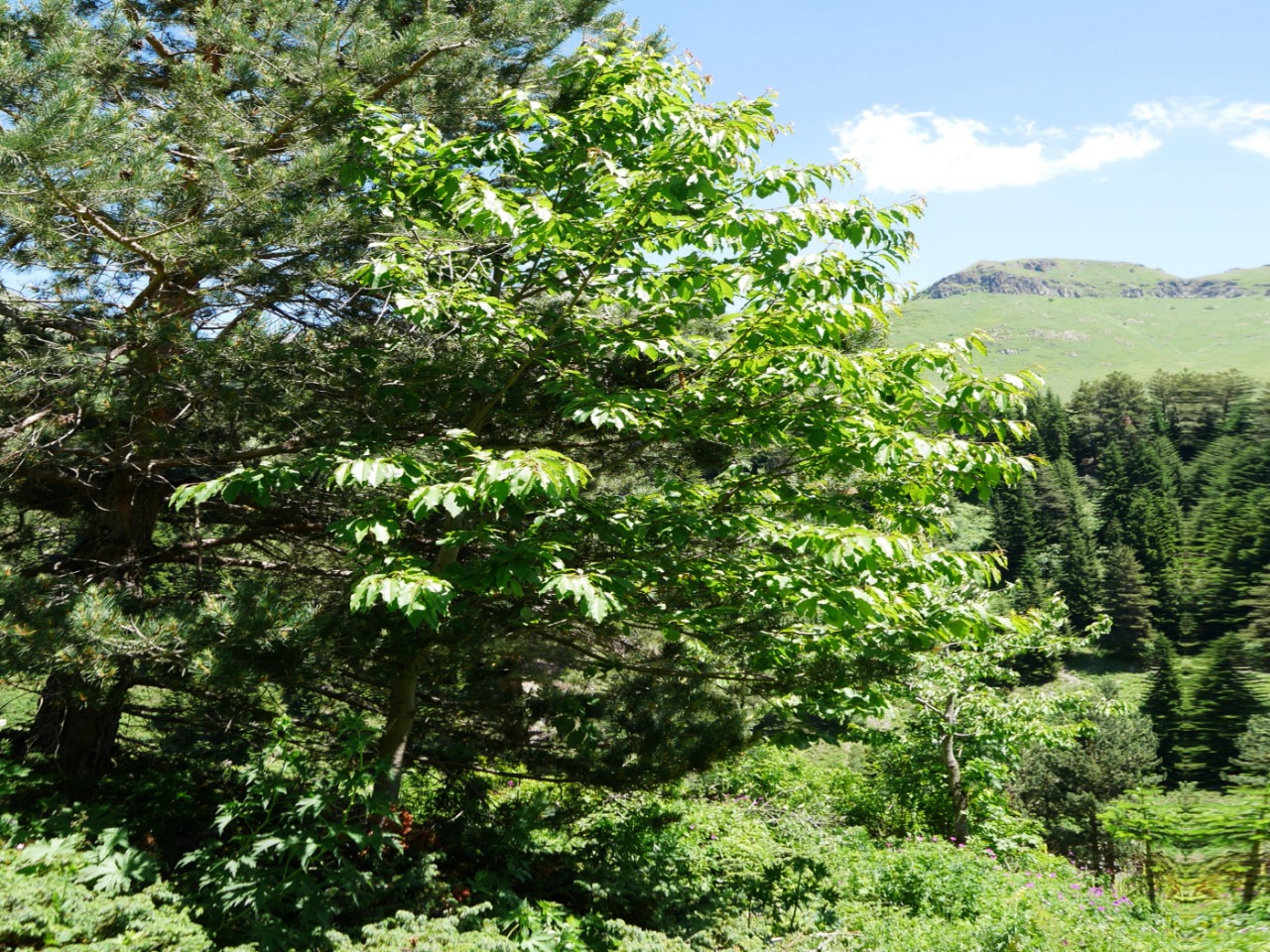 Cerasus avium