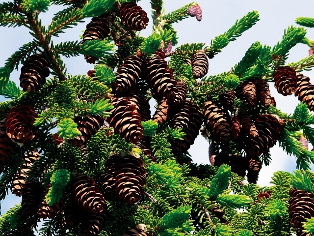 Picea orientalis