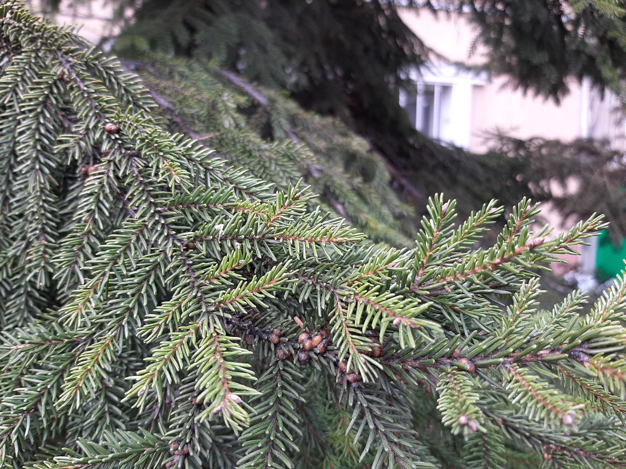 Picea orientalis