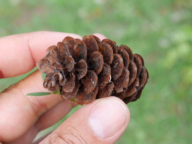 Picea orientalis