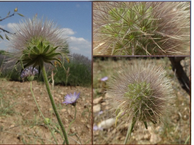 Knautia integrifolia