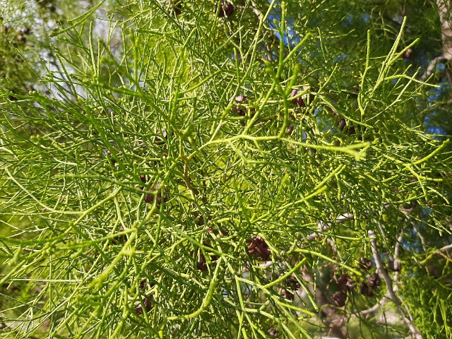 Tetraclinis articulata