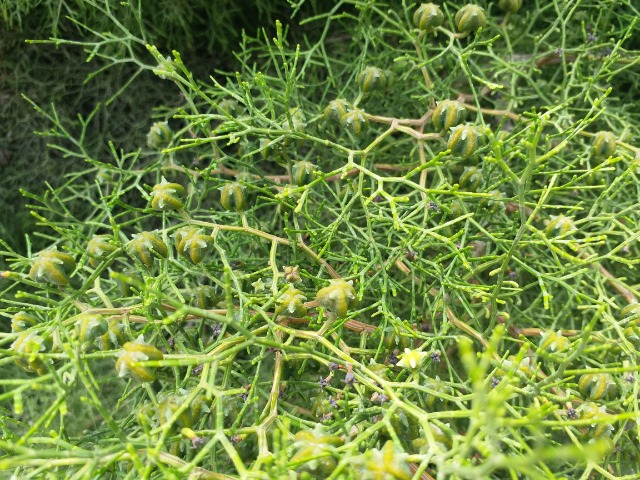Tetraclinis articulata