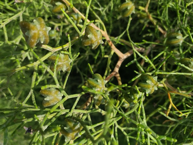 Tetraclinis articulata