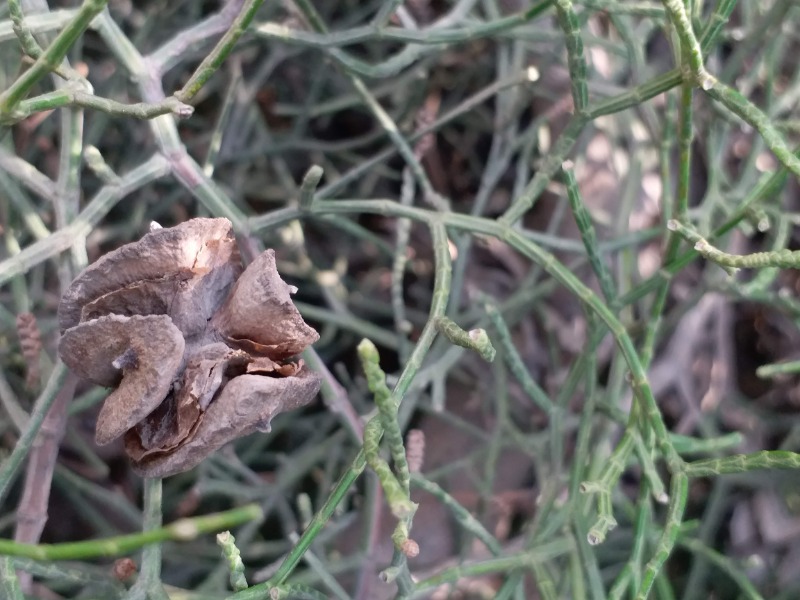 Tetraclinis articulata