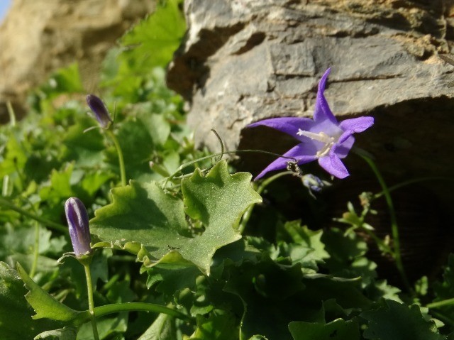 Campanula poscharskyana