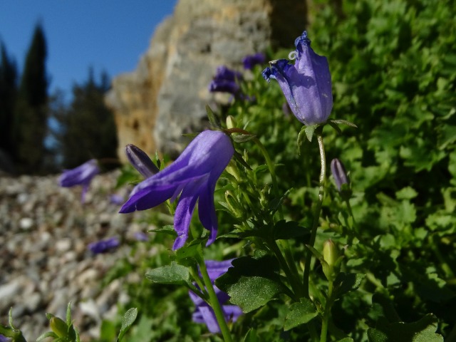 Campanula poscharskyana