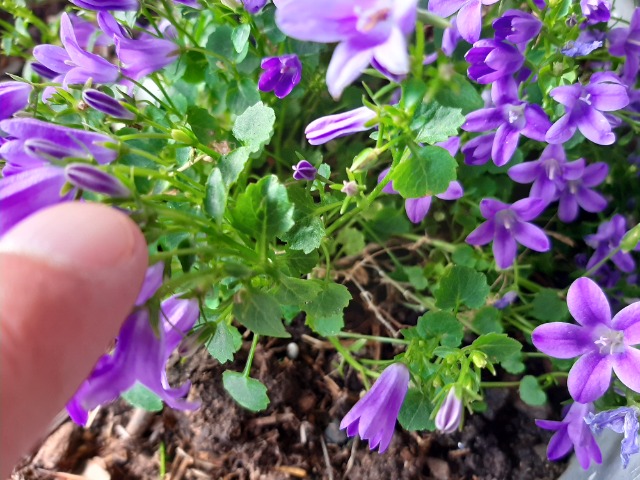 Campanula poscharskyana