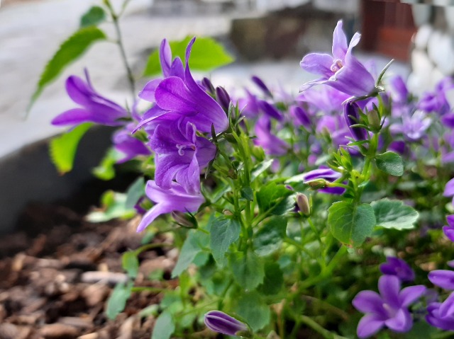 Campanula poscharskyana