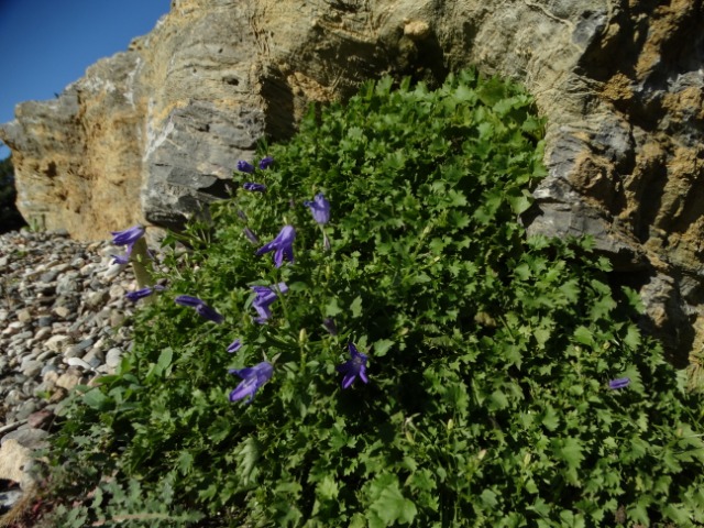 Campanula poscharskyana