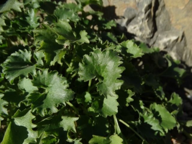 Campanula poscharskyana