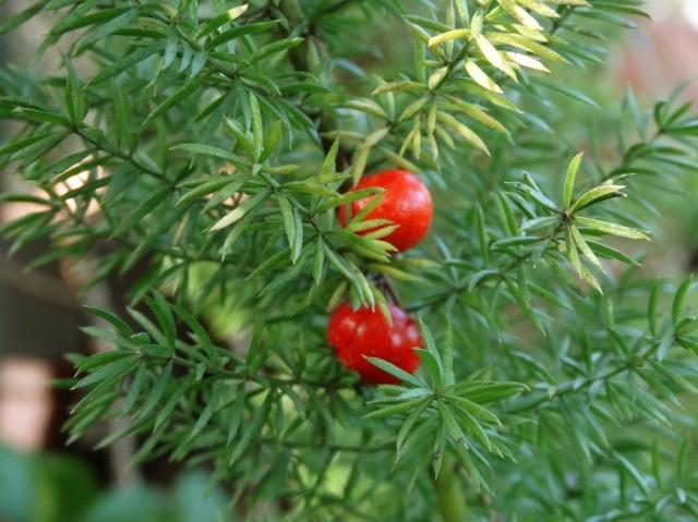 Asparagus densiflorus