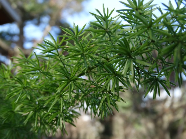 Asparagus densiflorus