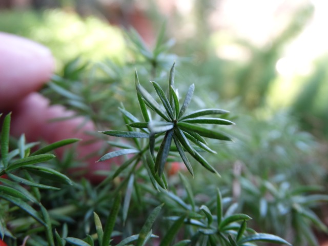 Asparagus densiflorus