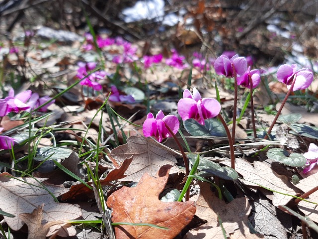 Cyclamen coum