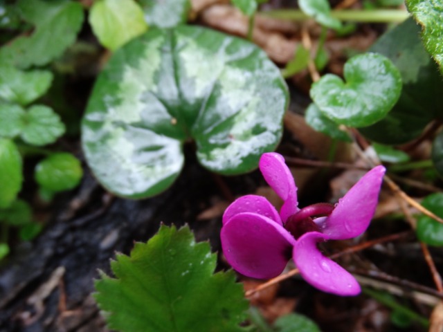 Cyclamen coum