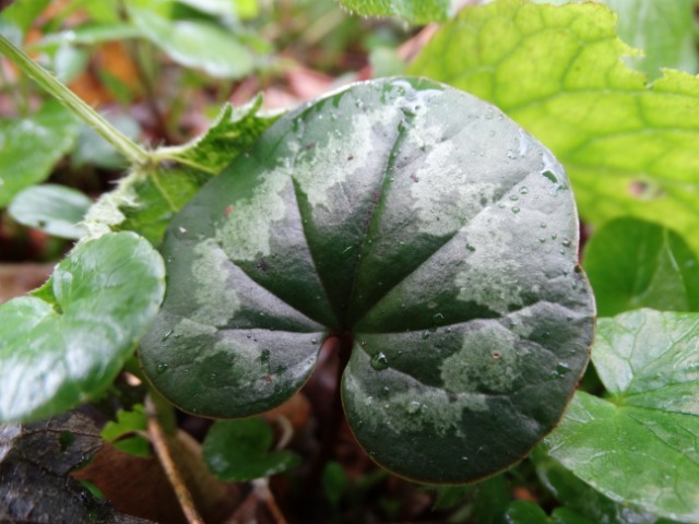 Cyclamen coum