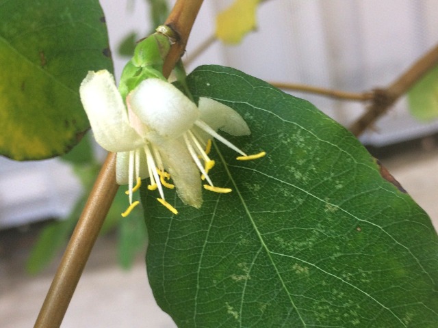 Lonicera fragrantissima