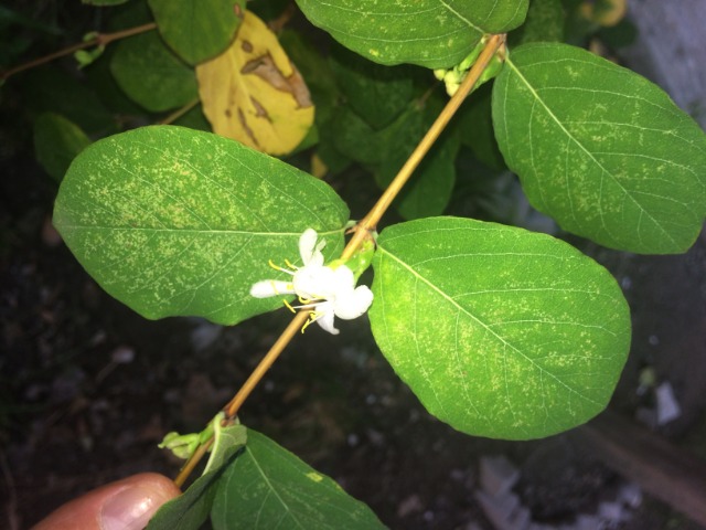 Lonicera fragrantissima