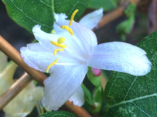 Lonicera fragrantissima