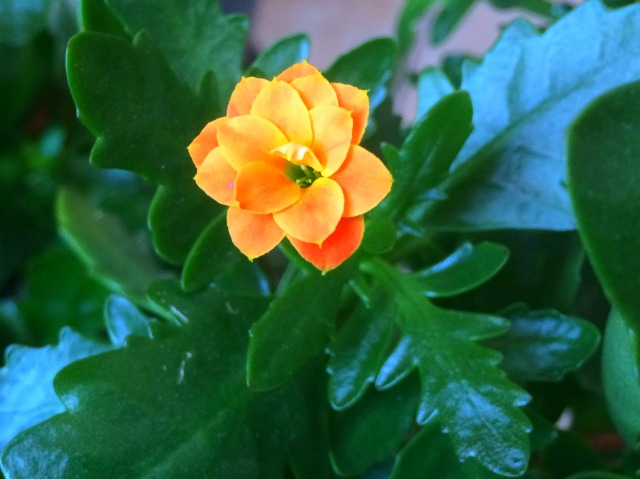 Kalanchoe blossfeldiana