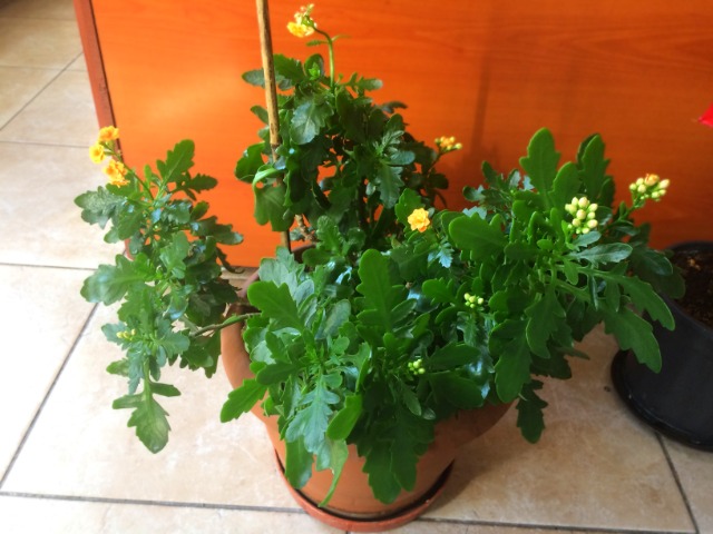 Kalanchoe blossfeldiana