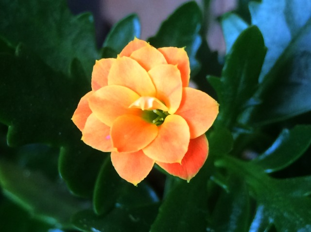 Kalanchoe blossfeldiana