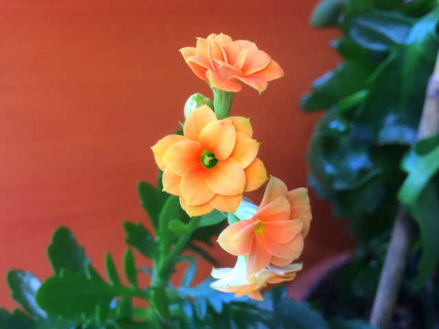 Kalanchoe blossfeldiana