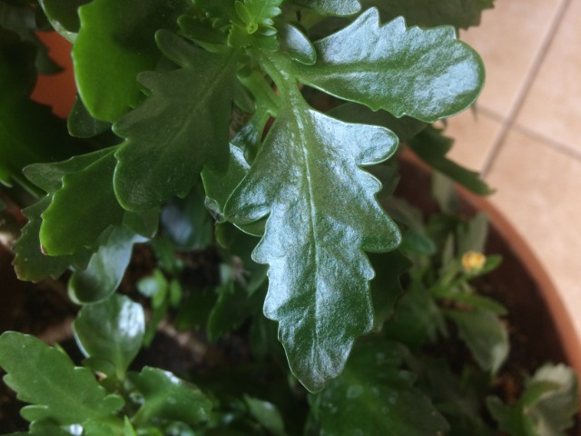 Kalanchoe blossfeldiana