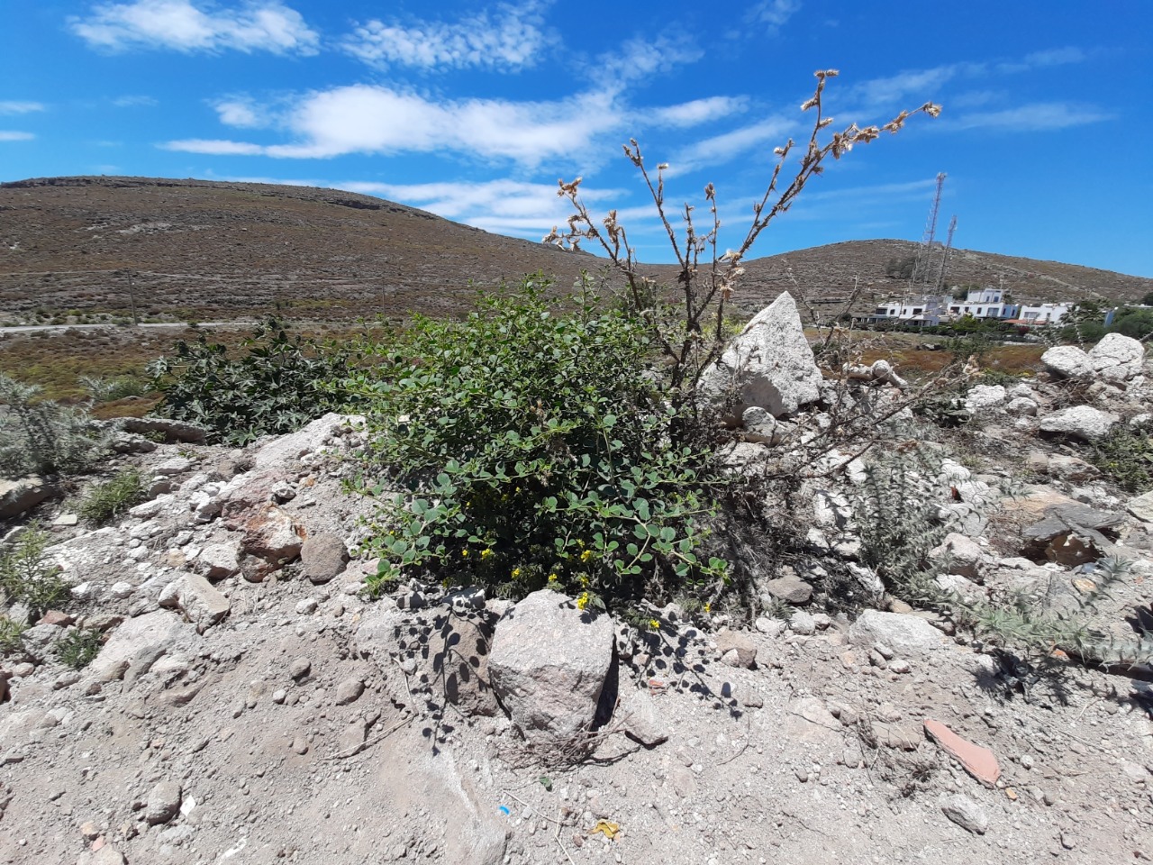 Capparis spinosa