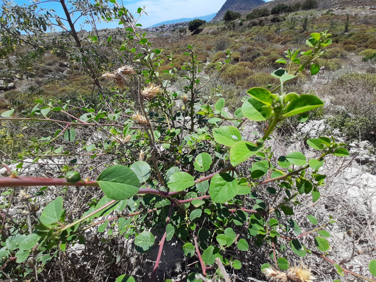 Capparis spinosa