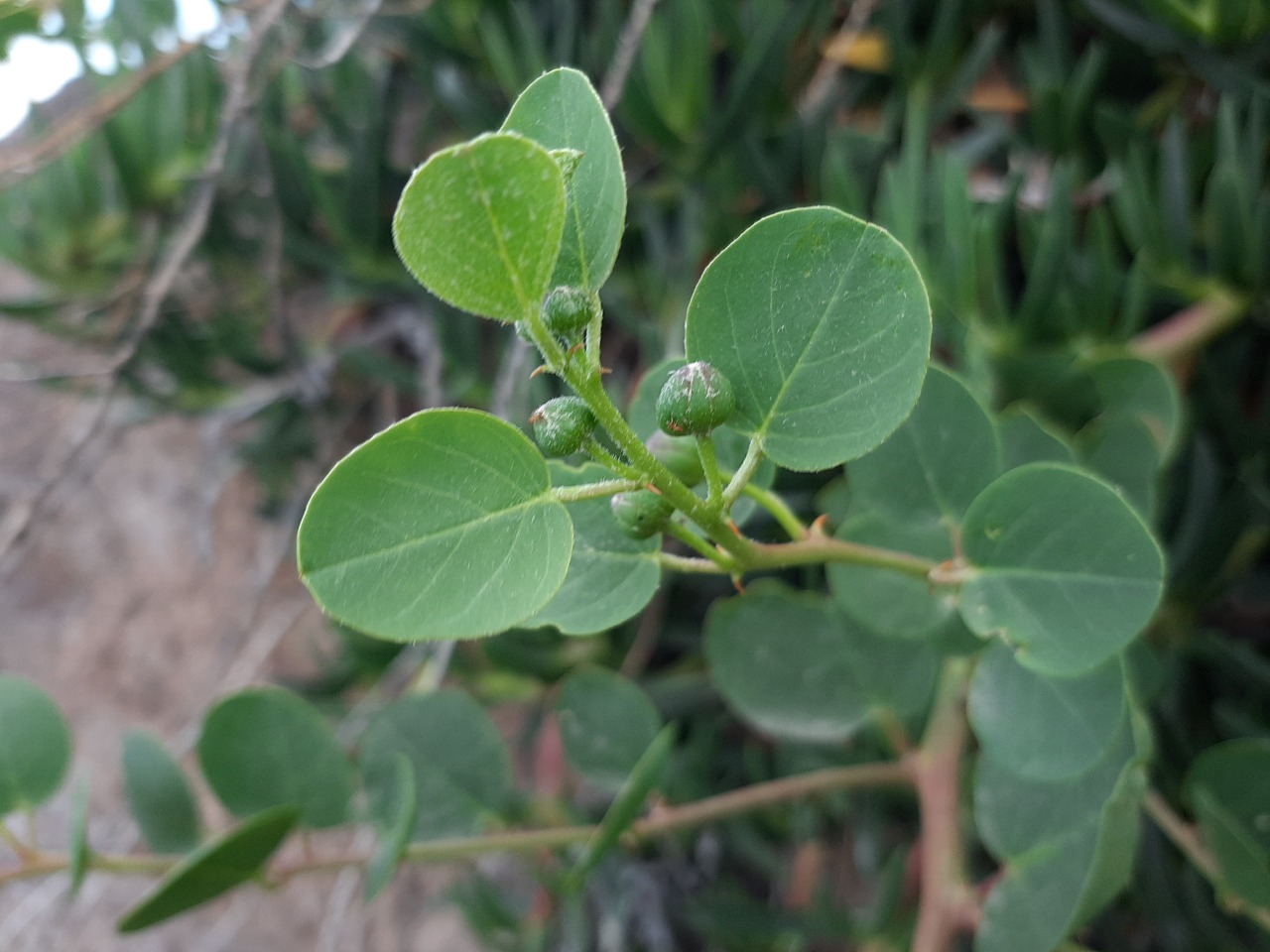 Capparis spinosa