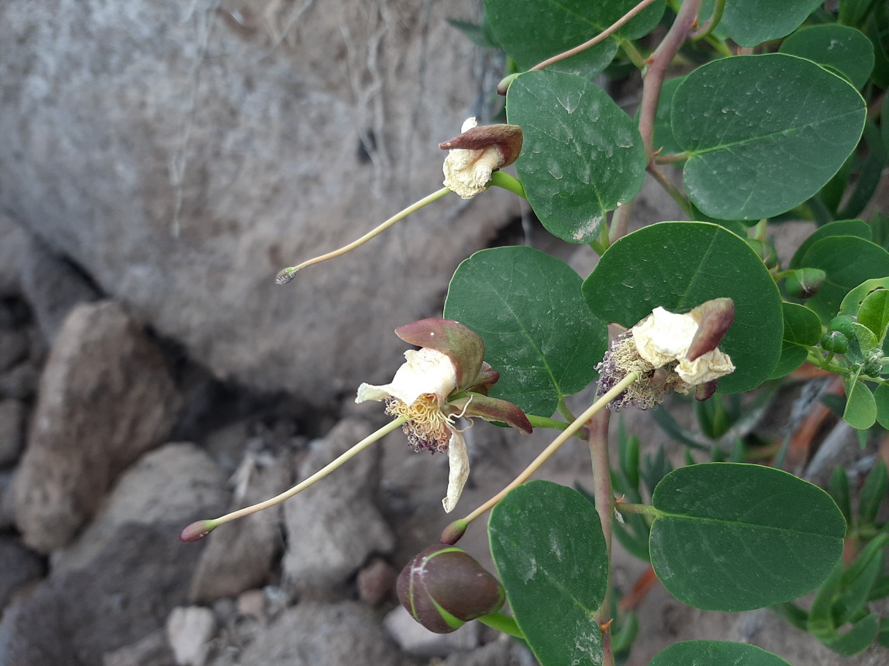 Capparis spinosa