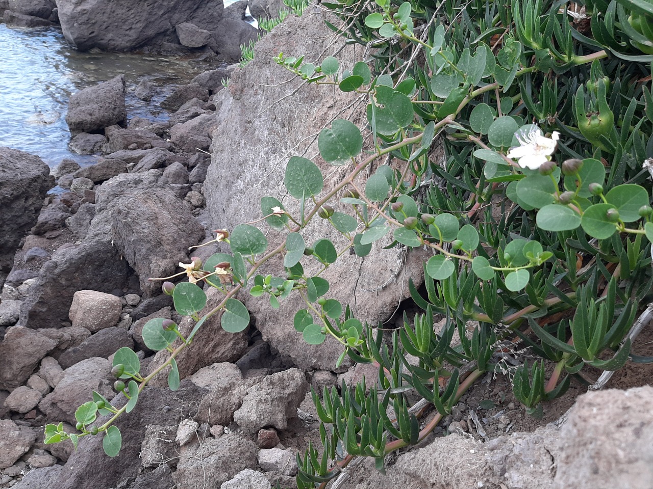 Capparis spinosa