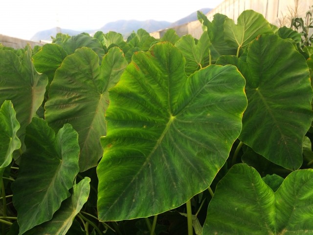 Colocasia esculenta